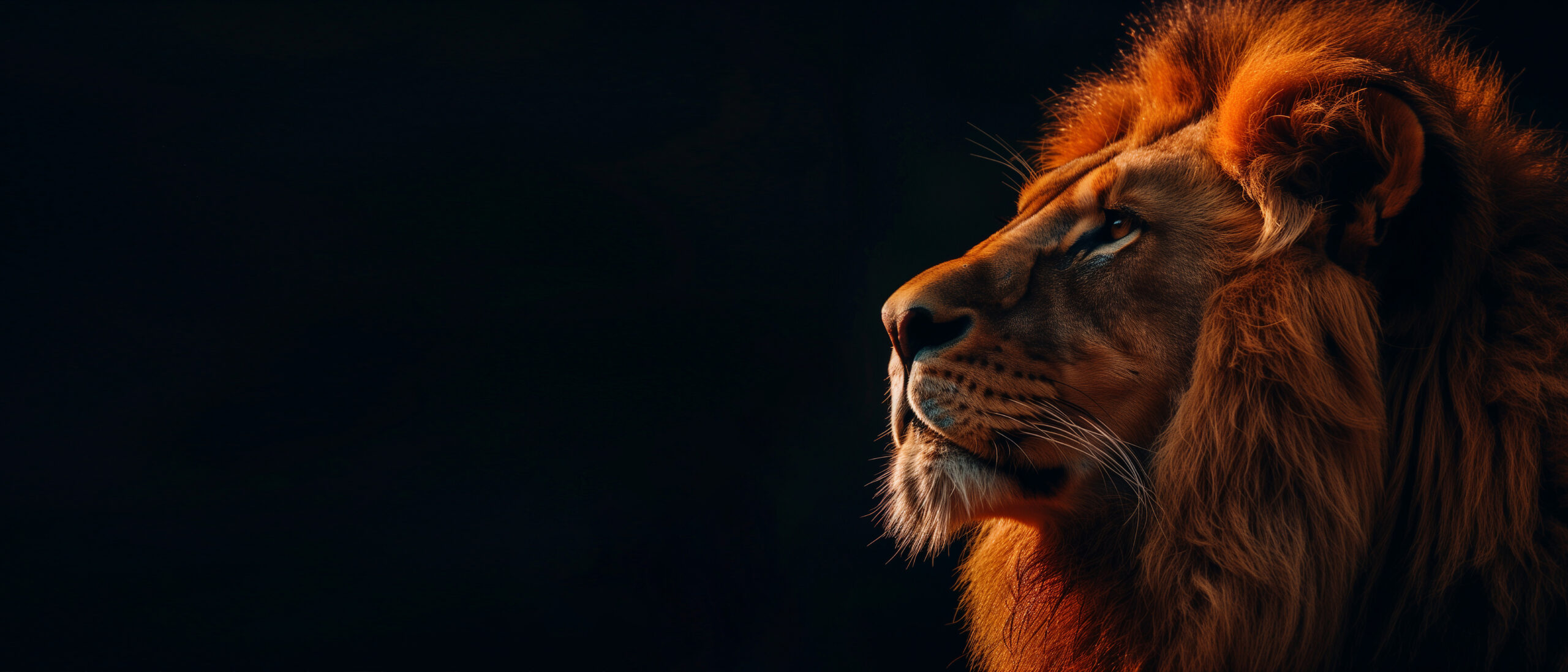 About Executive Director